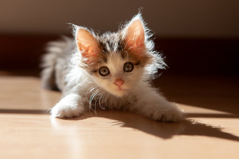 Fluffy Kitten on Floor — White