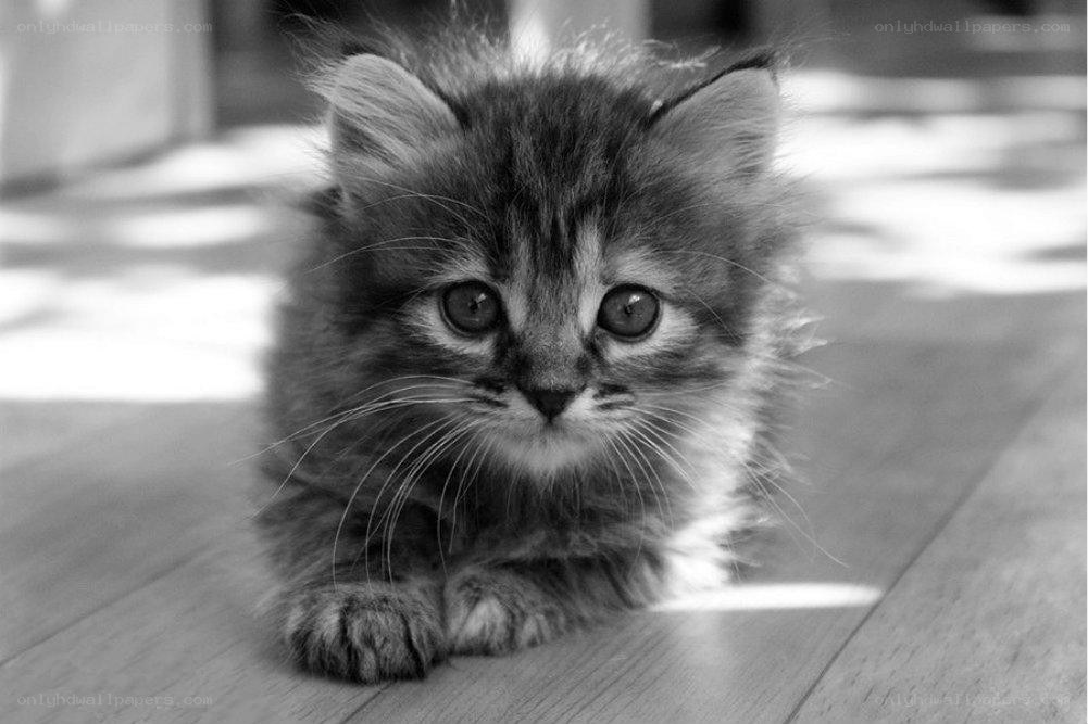 fluffy kitten on floor