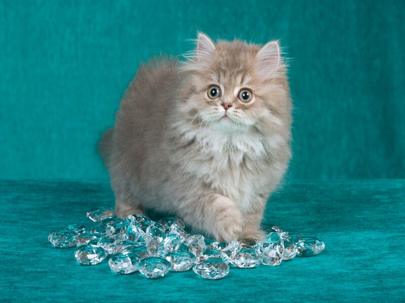 Fluffy Kitten on Gems