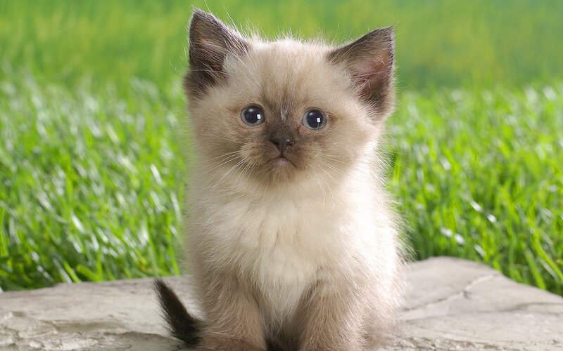 fluffy kitten on grass