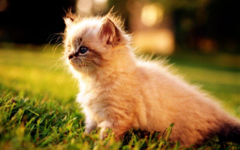 fluffy kitten on grass