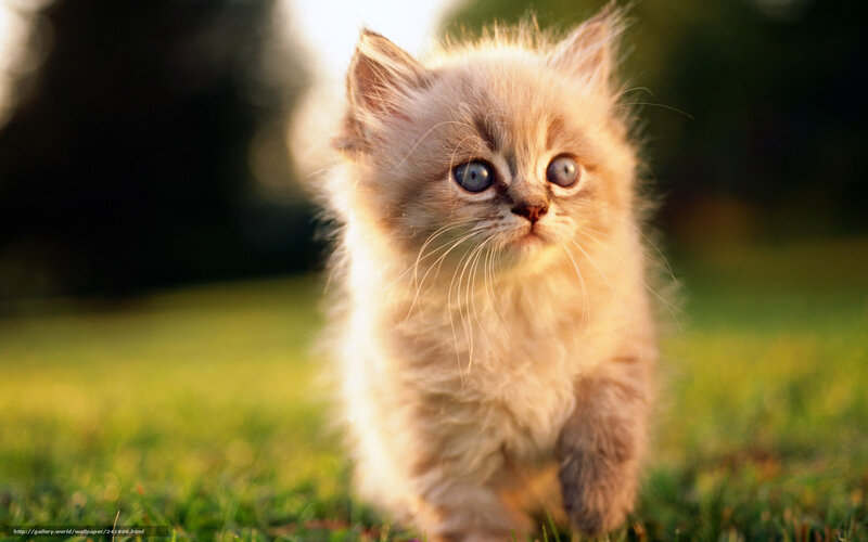 Fluffy Kitten on Grass — Green, Serene, Sunset, Photograph, Sunlight