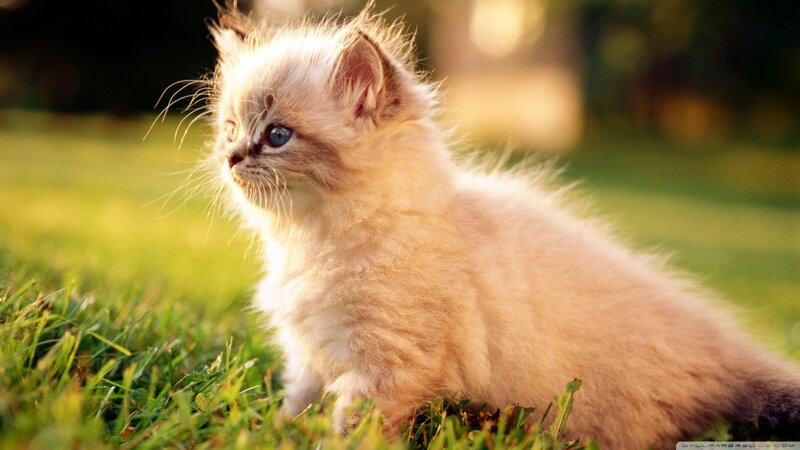 Fluffy Kitten on Grass — Green, Serene, Sunset, Photograph