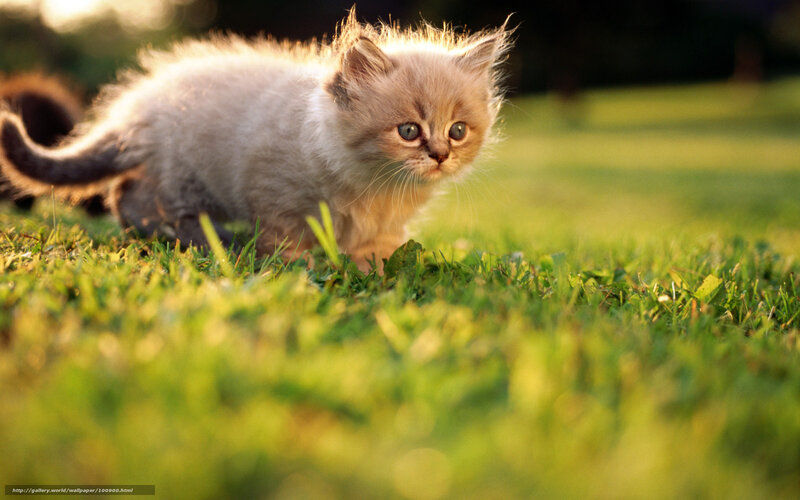 Fluffy Kitten on Grass — Green, Serene, Sunset