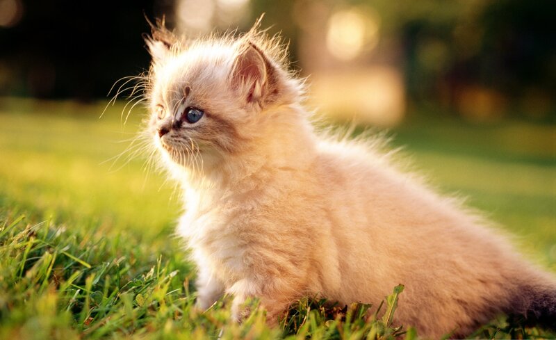 Fluffy Kitten on Grass — Green, Serene