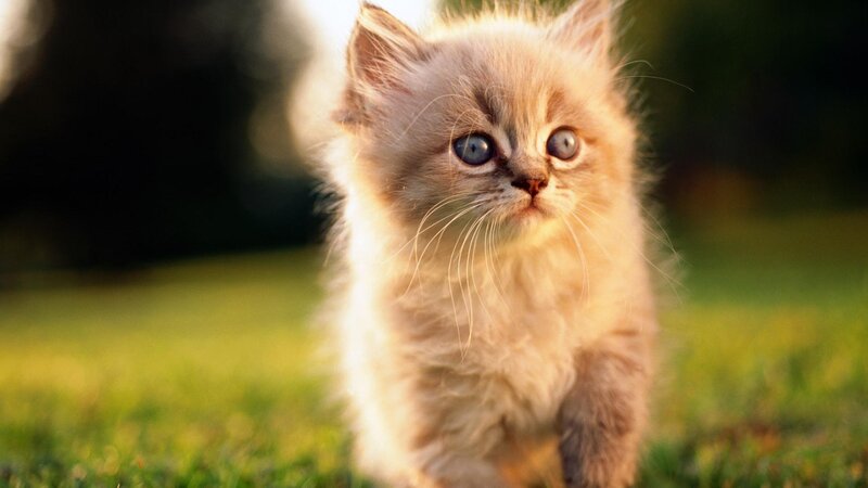 Fluffy Kitten on Grass — White, Serene