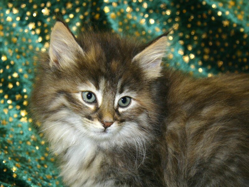 fluffy kitten on green background