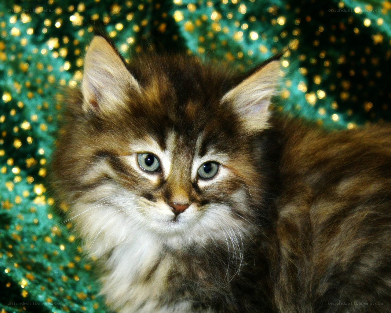fluffy kitten on green background