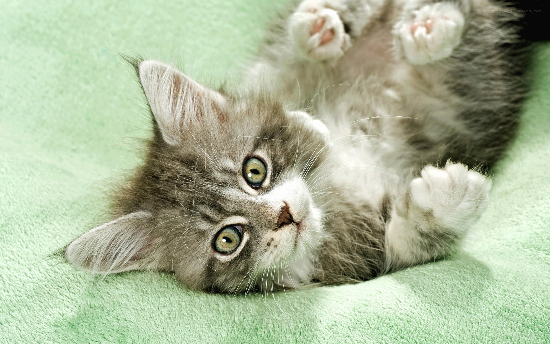 fluffy kitten on green blanket