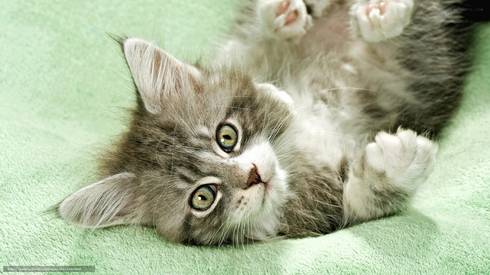 fluffy kitten on green blanket