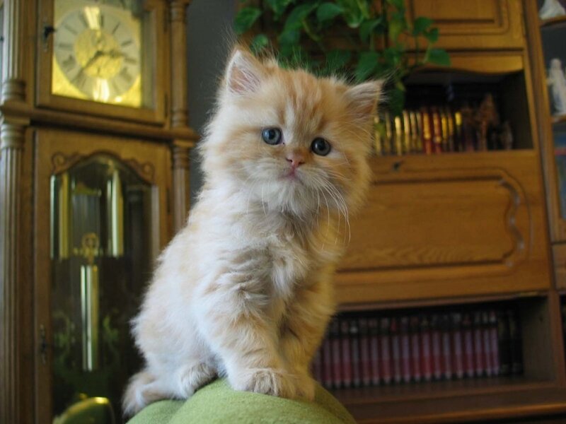fluffy kitten on green cushion