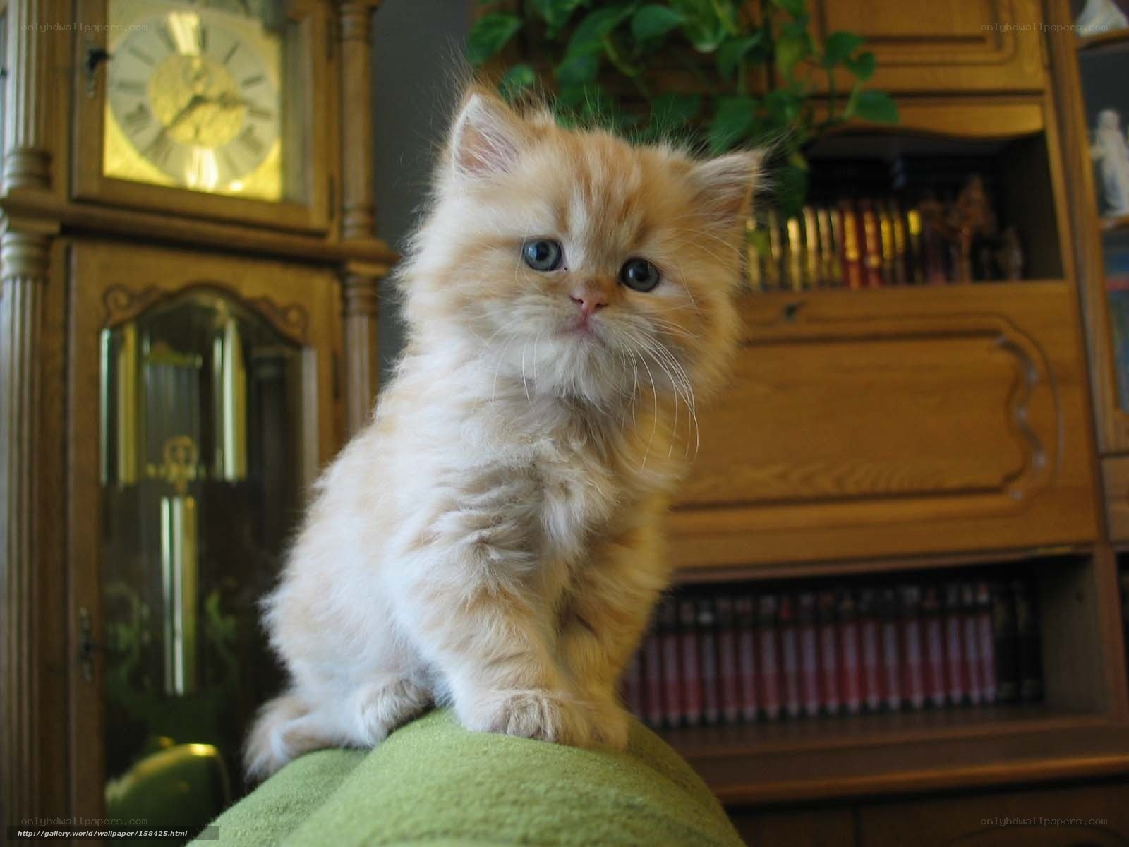 fluffy kitten on green cushion