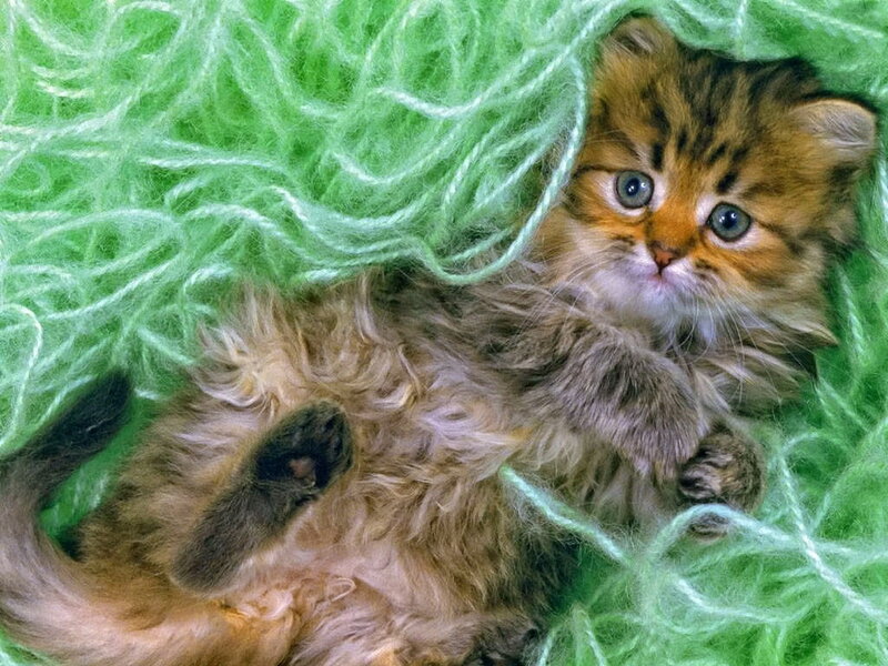 Fluffy Kitten on Green Yarn — Calm