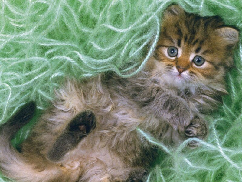Fluffy Kitten on Green Yarn