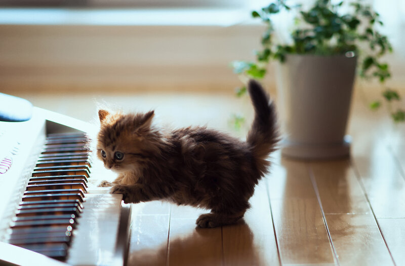 Fluffy Kitten on Keyboard — Brown, Calm, Morning