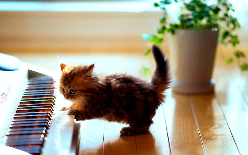Fluffy Kitten on Keyboard — Brown, Calm