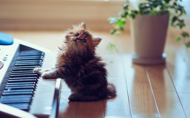 Fluffy Kitten on Keyboard — Brown, Curious, Afternoon