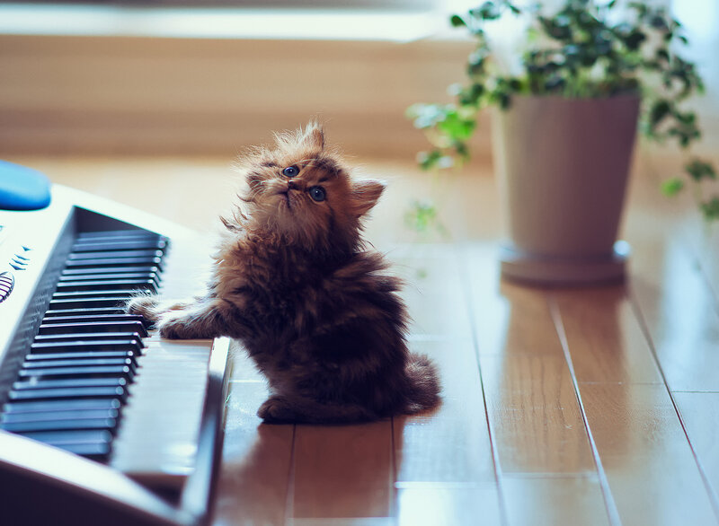 Fluffy Kitten on Keyboard — Brown, Curious