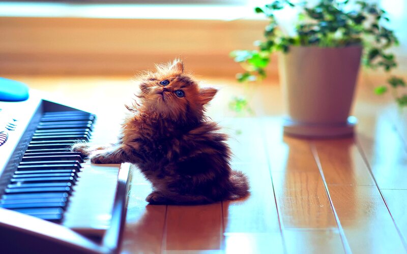 Fluffy Kitten on Keyboard — Brown