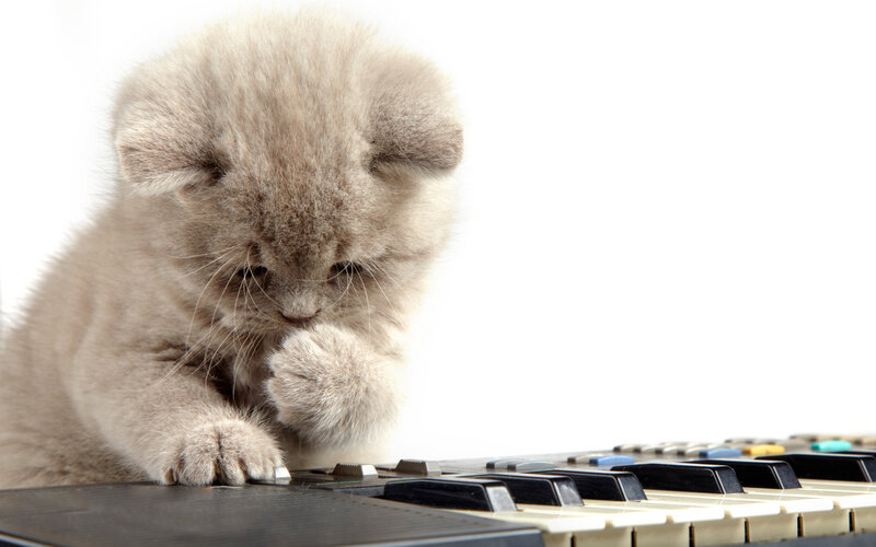 Fluffy Kitten on Keyboard — Gray