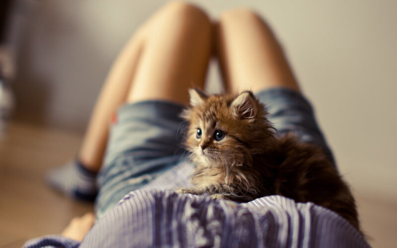Fluffy Kitten on Lap — Brown, Calm, Photograph