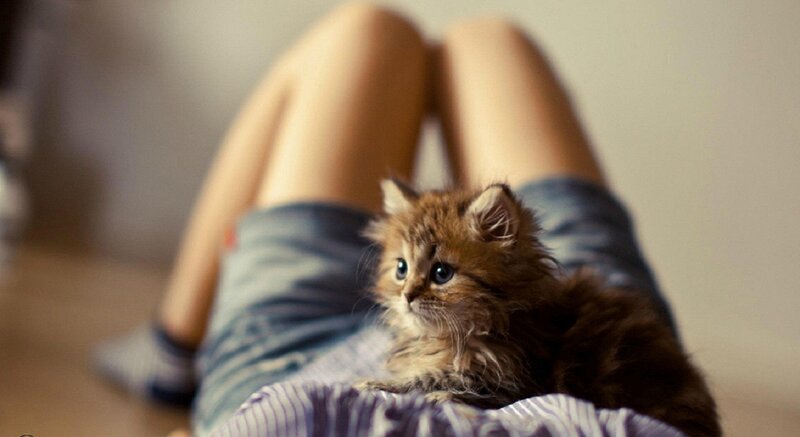 Fluffy Kitten on Lap — Brown, Calm