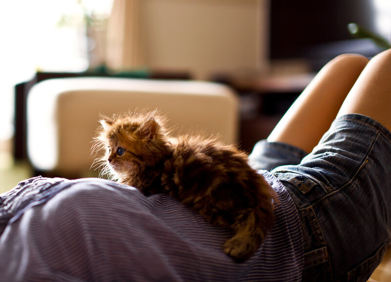 Fluffy Kitten on Lap — Brown
