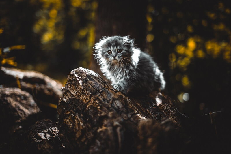 Fluffy Kitten on Log