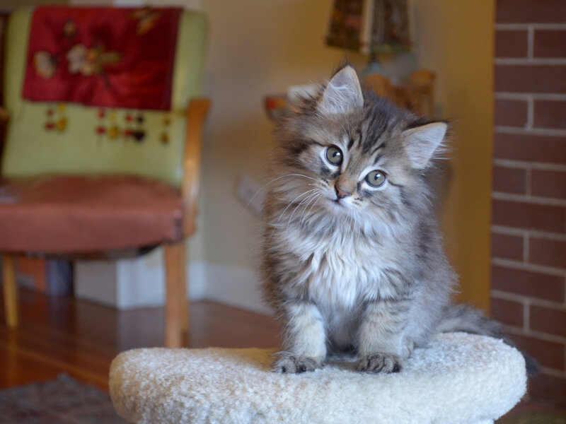 Fluffy Kitten on Perch