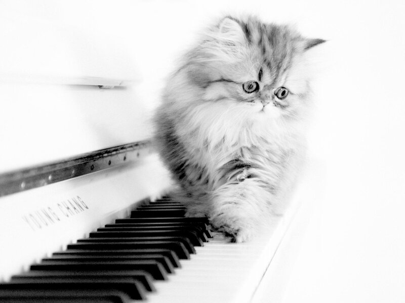 Fluffy Kitten on Piano — Black
