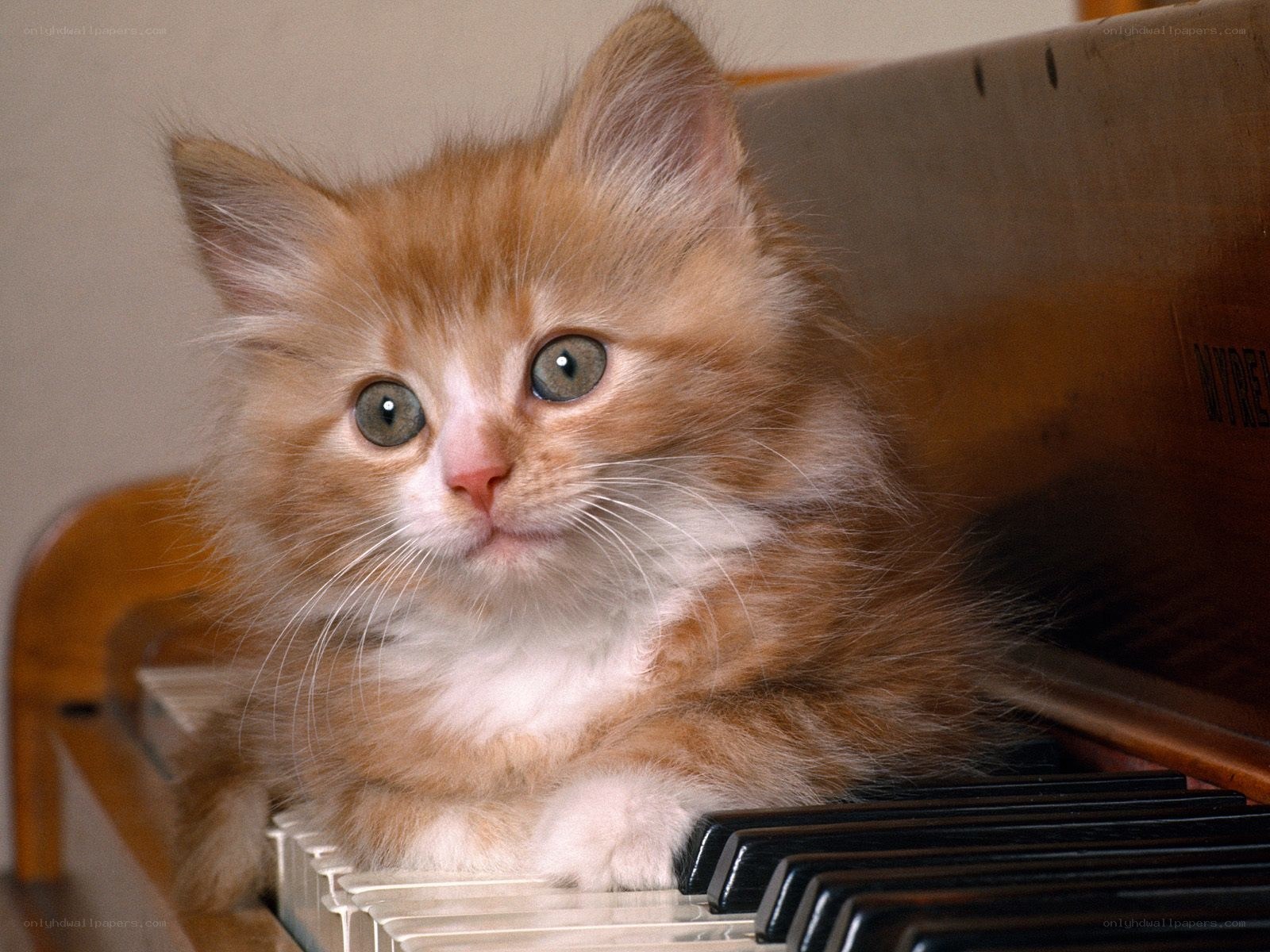 fluffy kitten on piano keys