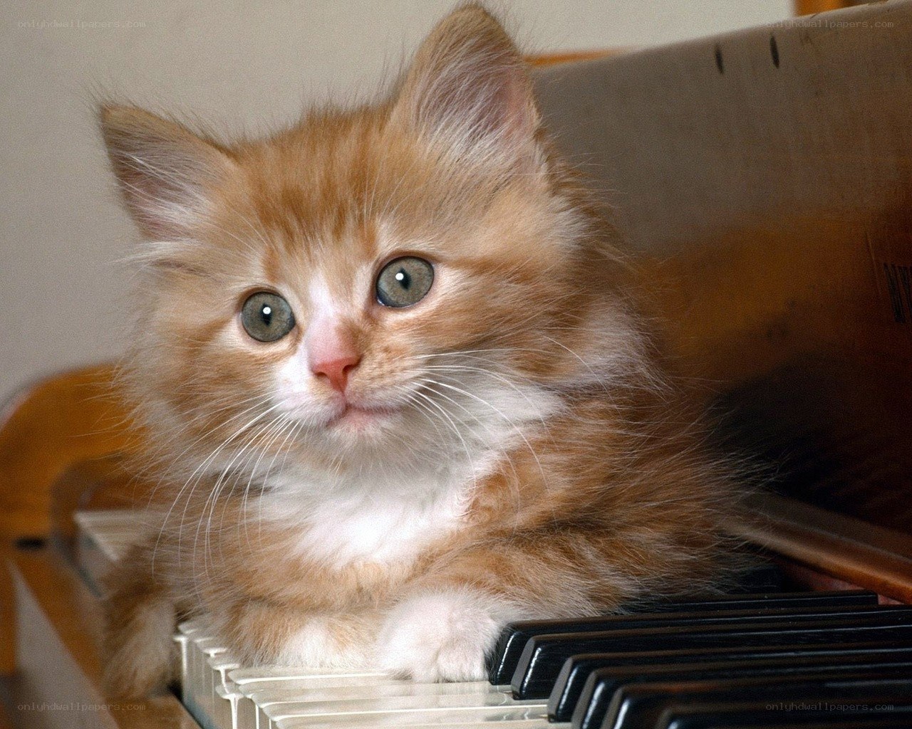 fluffy kitten on piano keys