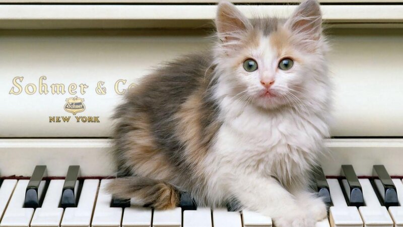 Fluffy Kitten on Piano