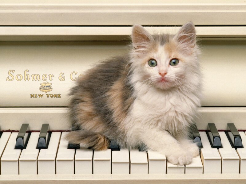 Fluffy Kitten on Piano — White, Calm