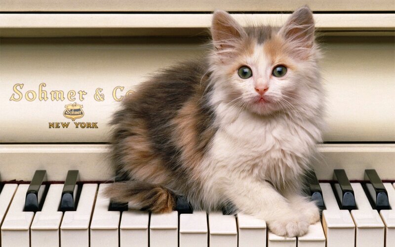 Fluffy Kitten on Piano — White
