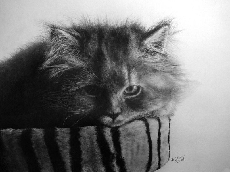 Fluffy Kitten on Pillow — Black, Calm