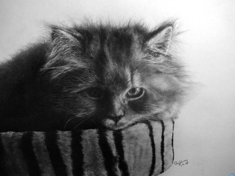 Fluffy Kitten on Pillow — Black
