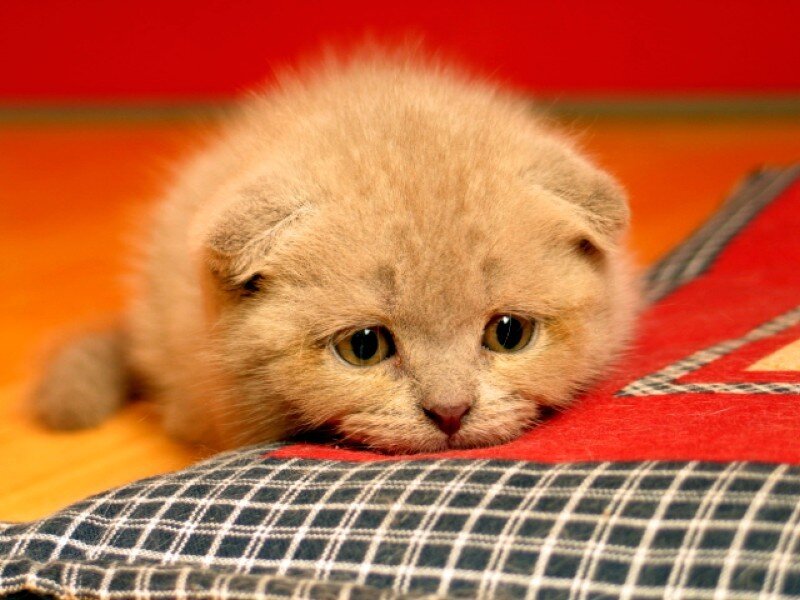 fluffy kitten on pillow