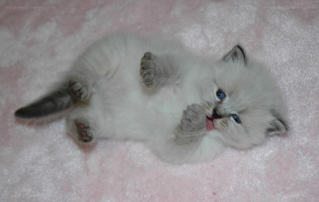 fluffy kitten on pink blanket