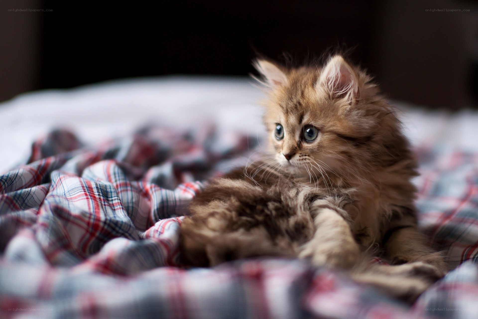 fluffy kitten on plaid blanket