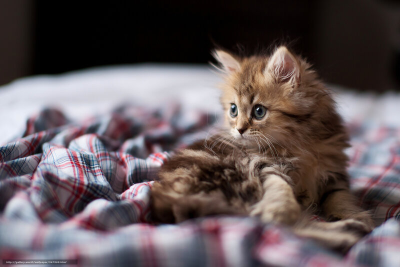 fluffy kitten on plaid blanket