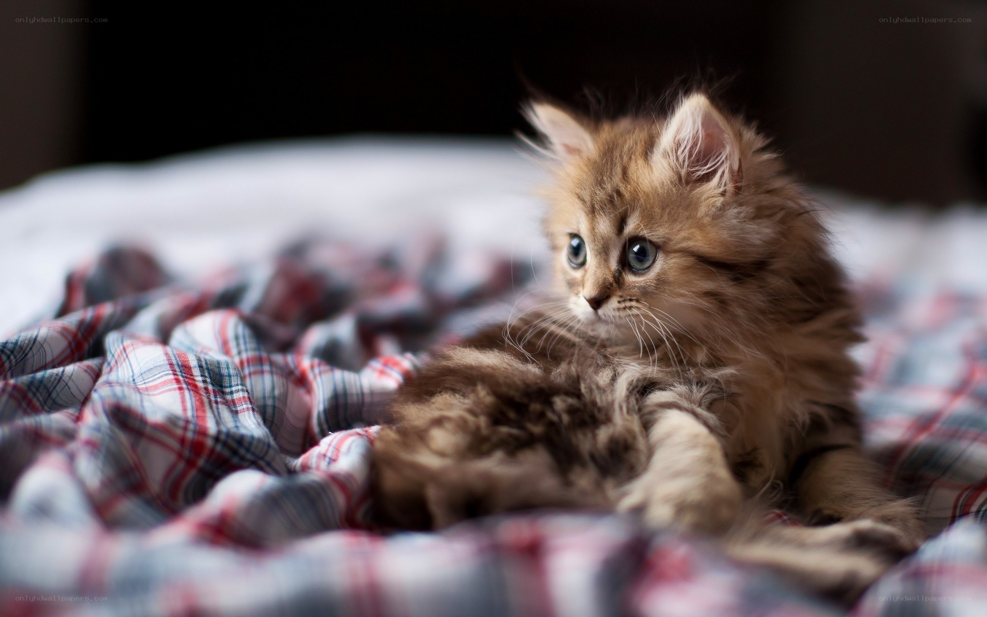 fluffy kitten on plaid blanket