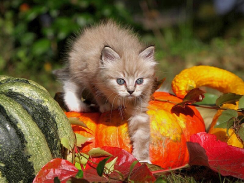 Fluffy Kitten on Pumpkins