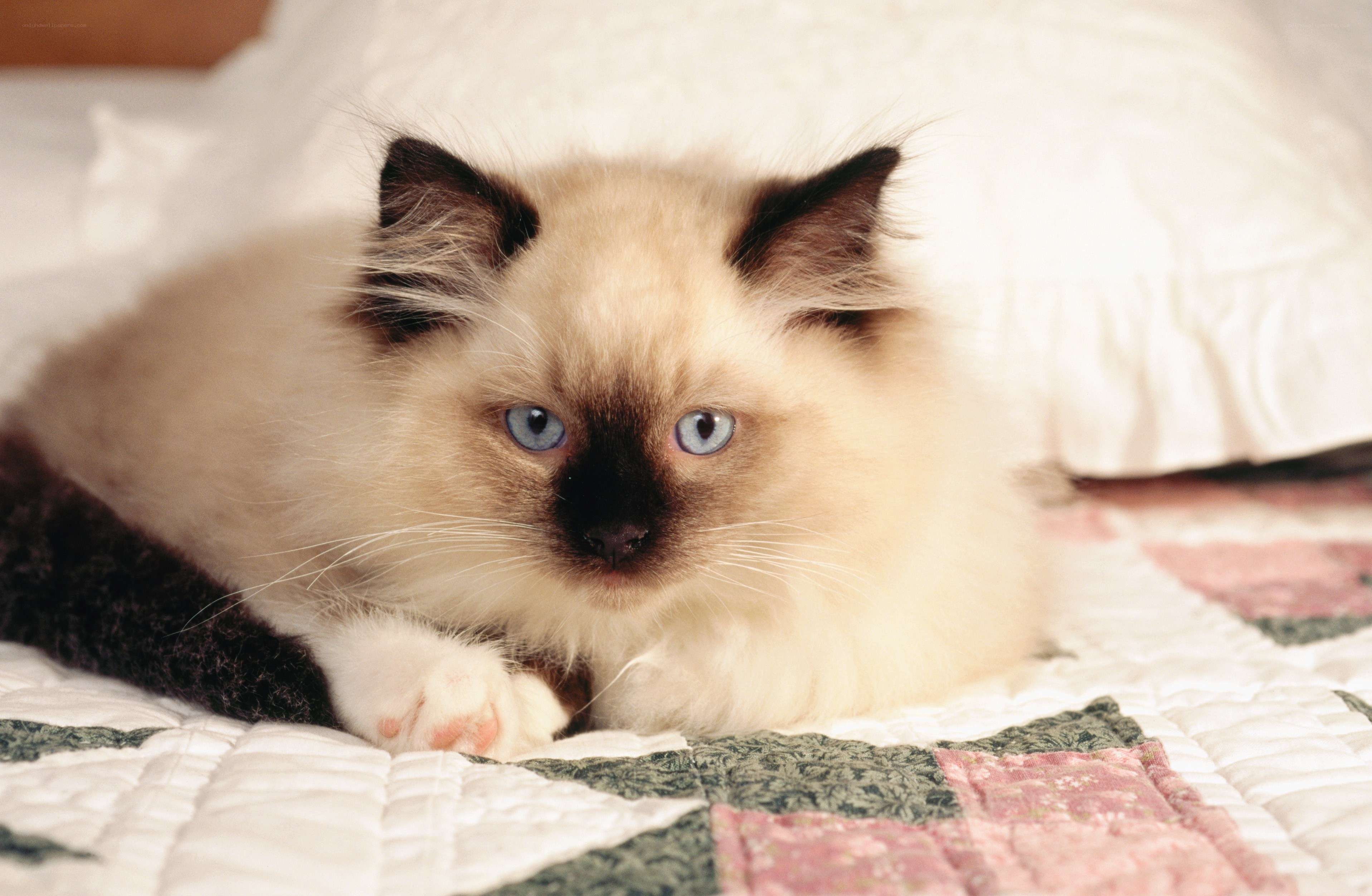 fluffy kitten on quilt