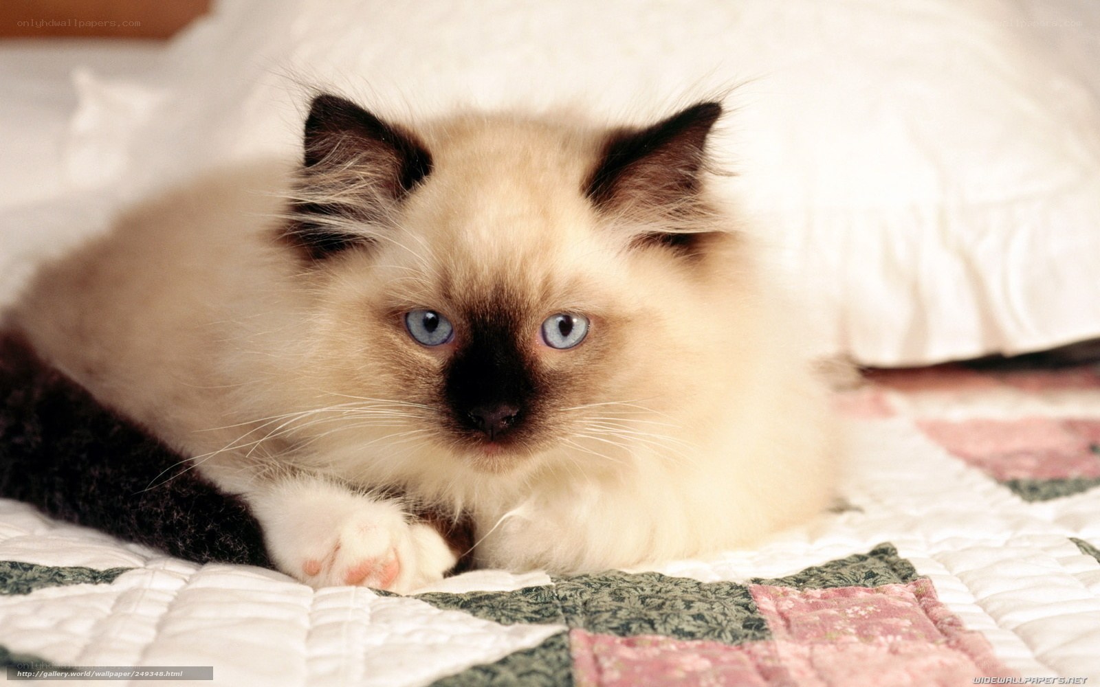 fluffy kitten on quilt