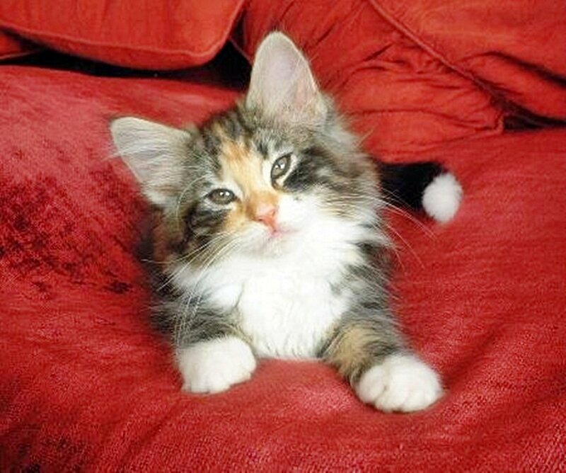 fluffy kitten on red blanket