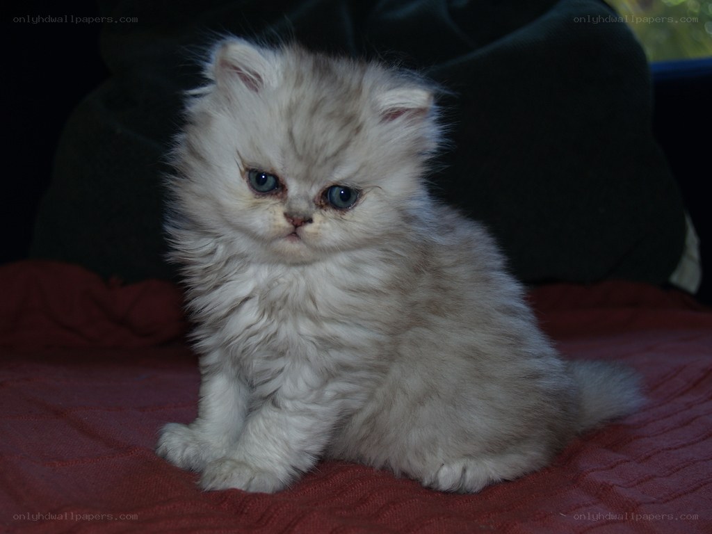 fluffy kitten on red blanket