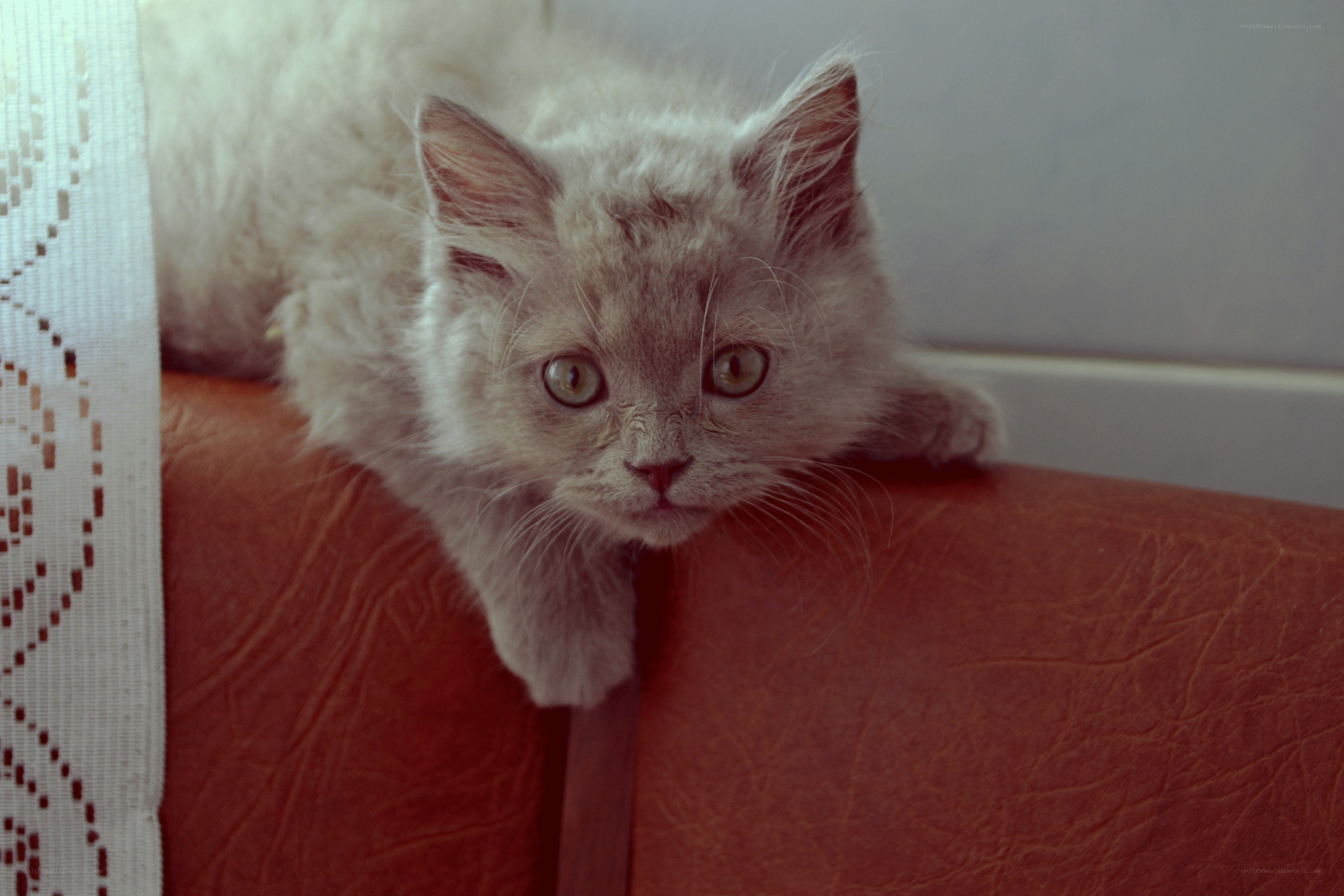 fluffy kitten on red couch
