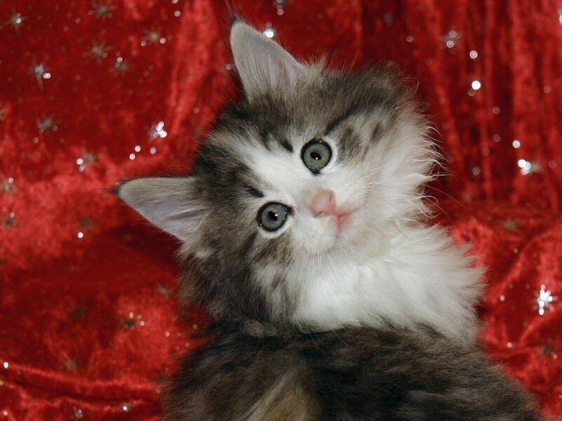 fluffy kitten on red fabric