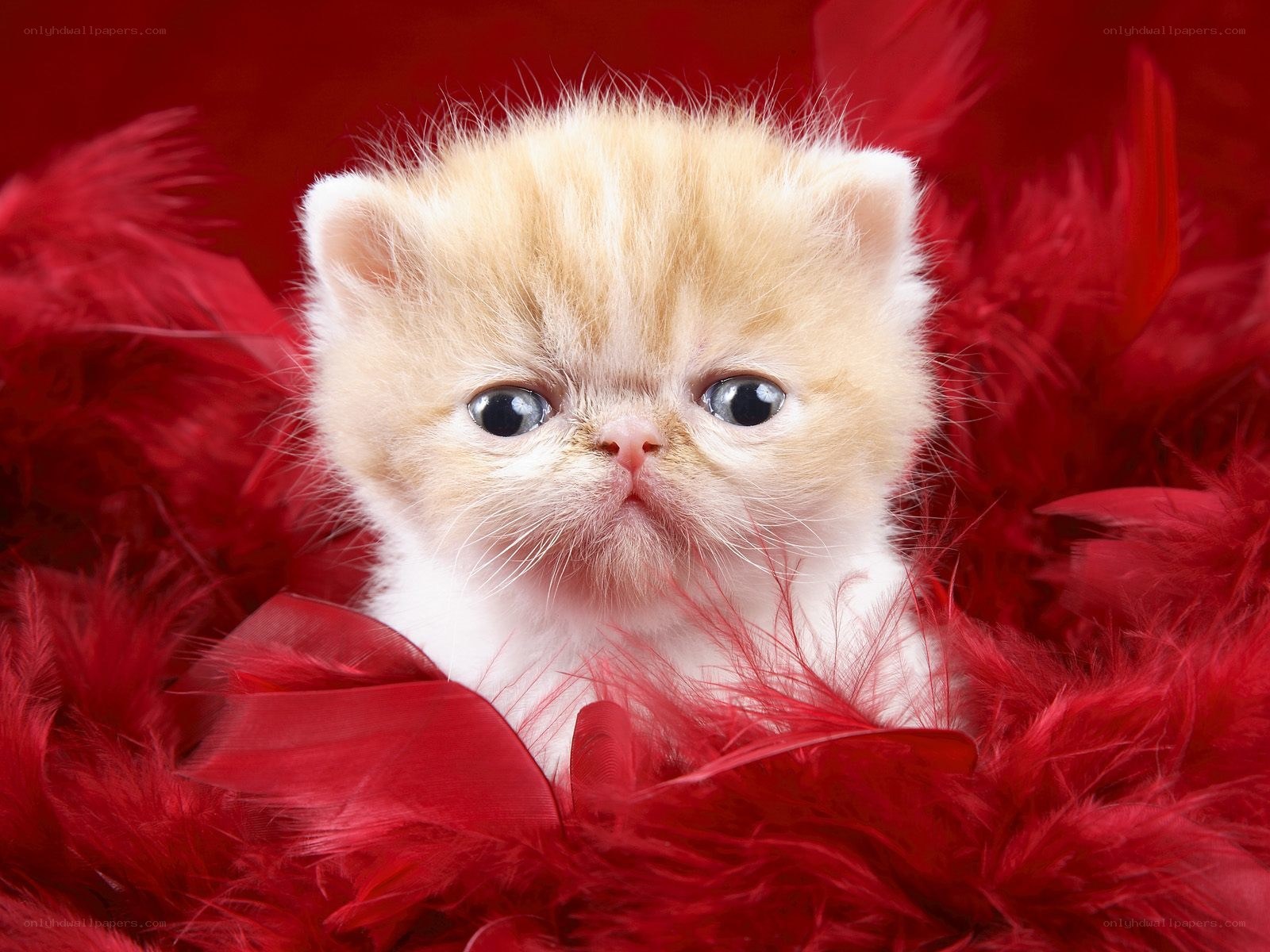 fluffy kitten on red feathers